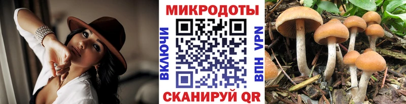 как найти закладки  Нефтекумск  Псилоцибиновые грибы Psilocybine cubensis 